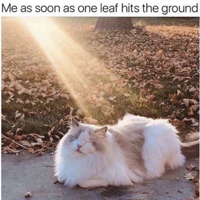 meme about a cat enjoying fall weather